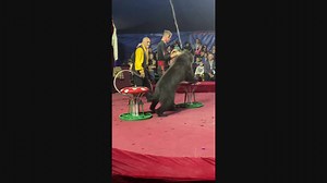Circus Bear Attacks Trainer During Performance