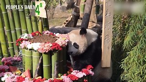 Giant panda Chun Sheng celebrated his 4th birthday on Thursday at Hangzhou Zoo in E China’s Zhejiang, where Chun Sheng indulged in the birthday treats, delighting his admirers with his playful antics. | People's Daily, China