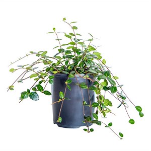 Asiatic Jasmine | Order Online