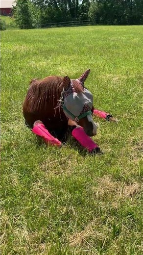 Copper has to recharge for chaos #horse #pony