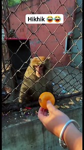 #monkeyfunny #monkey #funnymonkey #monkeymemes #monkeylove #monkeyfun #meme #monkeymeme #monkeys #funny #memes #lol #monkeysofinstagram #ma #monke #chimp #chimpmeme #chimpanzee #bonobo #ape #funnymeme #gorilla #funnymonkeymeme #monkee #monkeememe #haha #memesdaily #orangutan #aprilfoolsday #hehe | Lover Nature