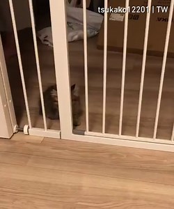570K views · 26K reactions | If you think you're useless look at this cat fence tsukako12201 | TW | 9GAG | Facebook