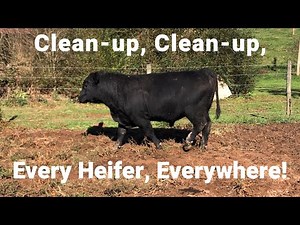 Clean-up, Clean-up, Every Heifer, Everywhere!