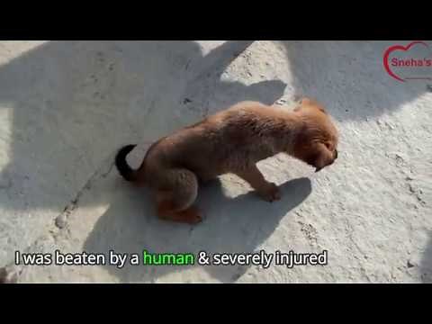 Puppy that was beaten by a cruel person