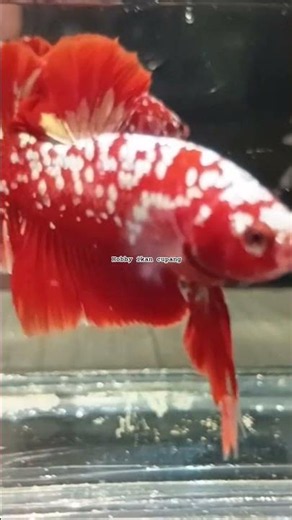 Flaring Brutal! 🔥 Red Gold Galaxy Betta So Gorgeous! ✨