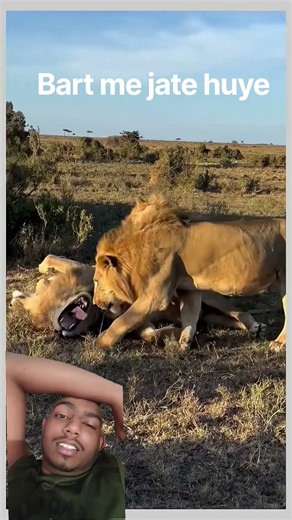 #comedy #lion #animals #funny #monkey #memes #rjstomar #viral #rjk #lifeisbutadream