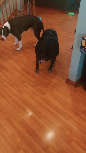 Heidi Ho is getting so old. 🥺🥺🥺 she is on pain meds and sees her vet frequently. #bestestgirl #dogsoftiktok