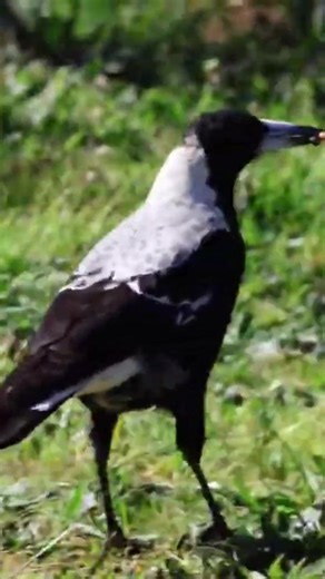 Australian Magpie: Smart Birds Who Excel in Groups