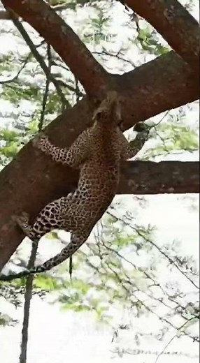 “Leopard Climbs Massive Tree in Seconds — Unbelievable Real Footage From India!”