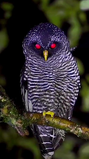 There are more than 150 species of owls in the world in nature and they can be found in several countries in South America, Asia and Central America. This animal has eyes facing forward, which gives them binocular vision, like that of humans. However, their eyes are not spheres, but tubes that provide better depth perception and allow them to see their prey from a great distance. But despite this, your rough view is not so clear. . Many species have asymmetrical ears, that is, different sizes an