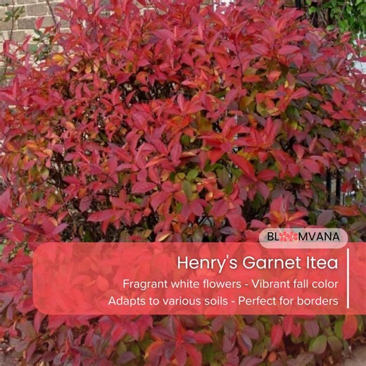 Henry's Garnet Itea, Virginica Sweetspire Shrub (4" Pot) - Etsy