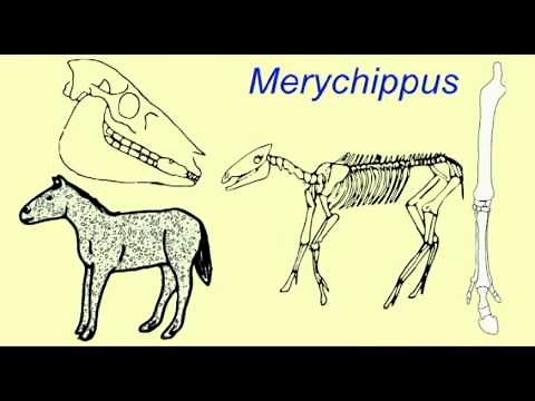 HORSE EVOLUTION: Merychippus