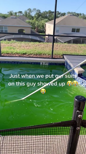 He destroyed our jello experience 😡😡😡 #pool #jellopool #limejello #poolcare