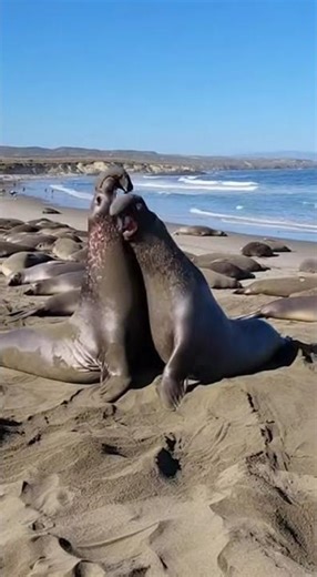 Beach Brawl: Elephant Seals argue loudly over prime beach spots #Wildlife #Nature #AnimalFight