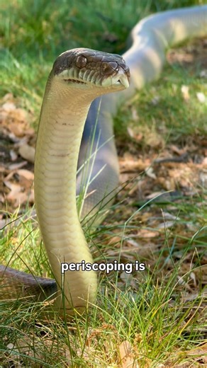 Periscoping