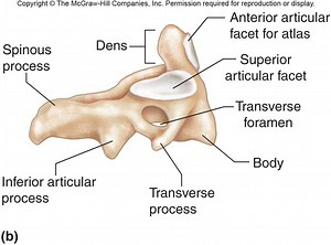 Unit 4.1 & 4.2: Axial & Appendicular Skeleton