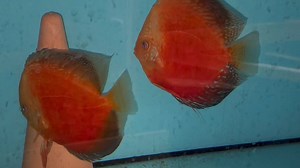 7.4K views · 273 reactions | Massive batch of fry from moonstone red pair | Chens Discus UK | Facebook