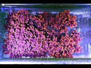 2022 June Update! Adding new Dragon's Breath Macro Alage!