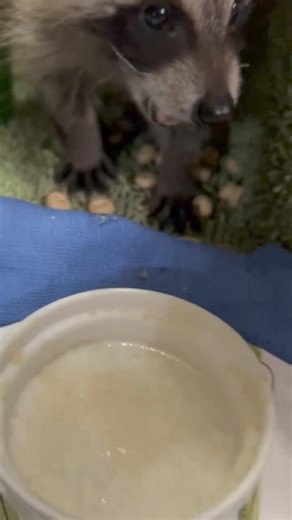 28K views · 3.7K reactions | Little baby Rue | Little Bit Wildlife Rescue | Facebook