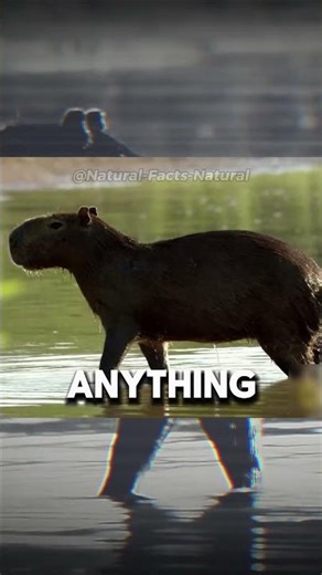 The animal with no survival instinct that never gets eaten
