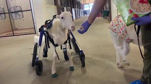 33K views · 220 shares | Moko’s Saturday Update Moko is officially...