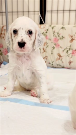 Fabdogs FCI English Setters on Instagram: "Cute puppies 🐾🐶🐾 #englishsetter #fabdogs #setter #seterangielski #setterofinstaworld"