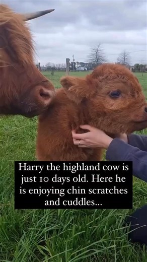 Pubity | 🐮 Highland cows are a distinctive cattle breed from the Scottish Highlands, easily recognized by their long shaggy coats and wide curved... | Instagram