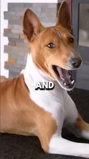 Dogs That Don’t Bark – Basenjis and their unique yodel-like sound