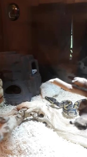 #snake#Timetoeat#dinnersdone#feedingtime#fypシ #viral