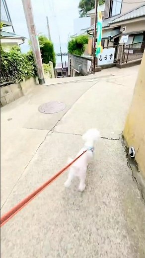 映画「海街diary」ロケ地をお散歩 #海街diary #ロケ地巡り #小動 #腰越 #鎌倉 #湘南ライフ #お散歩 #トイプードル
