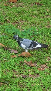 Pigeons having a feast in the garden! 🌿