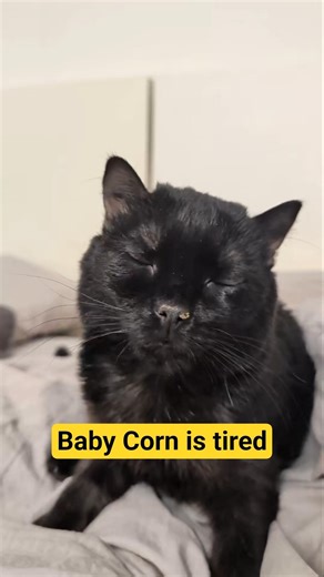 Guess he had a late night out with the girls. #babycorncat #cerebellarhypoplasia #cat #wobblycat