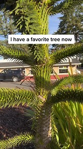 This is a monkey puzzle tree It is our literal favorite tree of all time and we #plantsplantsplants #houseplants #plantsmakepeoplehappy | Home ThePlanter