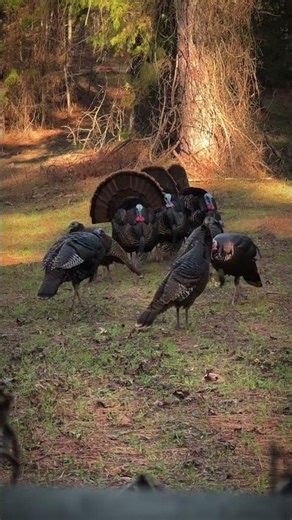 Turkeys in full strut #wildlife #turkey #hunting #outdoors