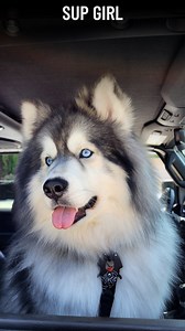 Who wants snackies? 🍭🍿 . . . . #bigdude #ladiesman #chonky #chonkydog #thiccdog #bigdog #bigdogsofinstagram #supgirl #heygirl #snackies #huskiesofig #huskylife #jeepdog | Kiska and Koda