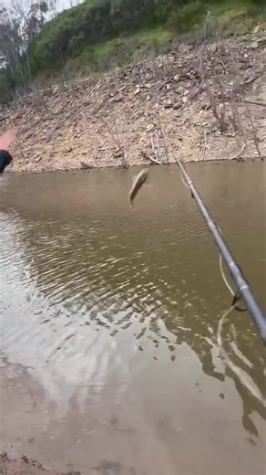 Throwing a big live carp out for cod #cod #murraycod #fish #fishing #big #yt #ytshorts #muzza #