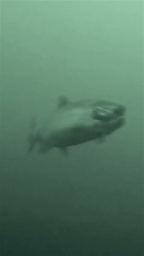 Underwater POV of a Chinook doing exactly what Chinook salmon do best 🎯🎣