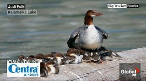 1.5K views · 19 reactions | A welcomed cool down, but thunderstorms for some areas impacted by wildfires. Senior meteorologist Kristi Gordon has your Friday evening forecast for Metro Vancouver and British Columbia. | Global BC | Facebook