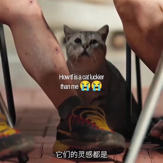 How to Be a Cat: Tips for Feline Living