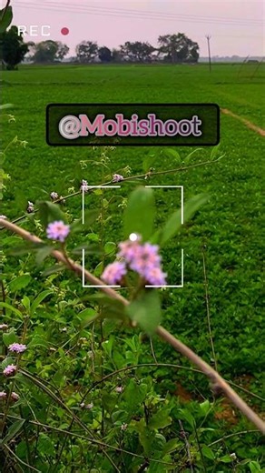 Cinematic Nature Photography with Mobile 🌿✨ #mobishoot #mobilevideography #foryou