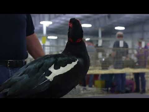 Muscovy (Duck)