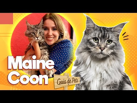 Maine Coon - O gato gigante | Guia de Pets