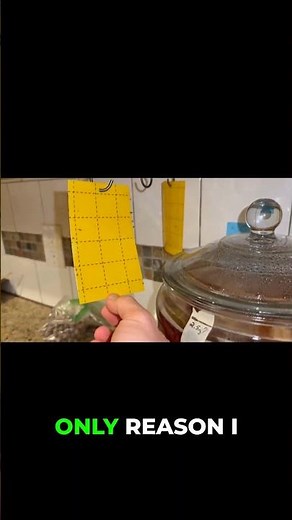 Kombucha Hack to Get Rid of Fruit Flies