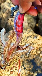 💯✅🦑 | AYouB/Fishing