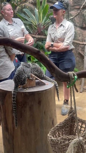 Cute Marmoset Monkeys # Part 3# Small but cute# Gold Coast # Australia