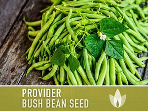 Provider Bush Bean Heirloom Seeds - Etsy