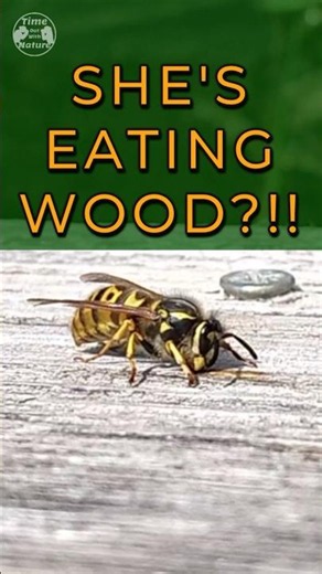 Secret world of a Queen Wasp Stripping Wood for Her New Nest 🐝