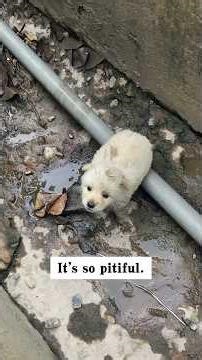 I found an abandoned puppy in the roadside drain, and then...#rescue#animals#puppy