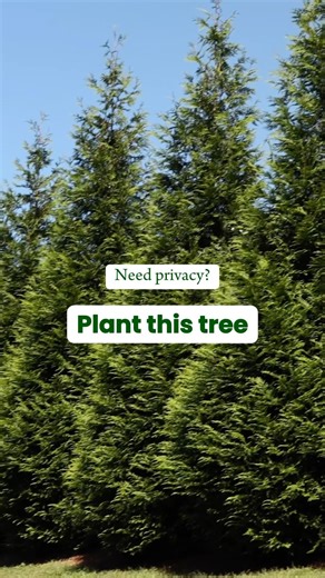 Fast Growing Trees | Thuja Green Giant Privacy Hedge #privacytrees #fastgrowingtrees