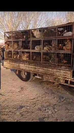 2K views · 46 reactions | A fresh video from a notorious dog market...